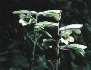 Eo Lilium cordatum (Thunb.) Koidz.