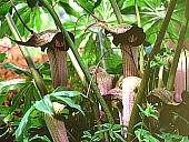 Arisaema thunbergii subsp. urashima EV}\E