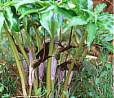 Arisaema thunbergii subsp. urashima EV}\E