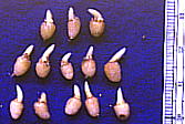 Arisaema thunbergii subsp. urashima EV}\E@PN