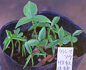 Arisaema thunbergii subsp. urashima EV}\E