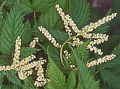 Aruncus dioicus var. tenuifolius }uLVE}