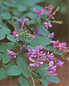 Lespedeza bicolor }nM