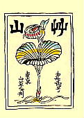 Cypripedium japonicum Thunb. クマガイソウ