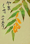 Tricyrtis macrantha Maxim. ジョウロウホトトギス