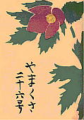 Glaucidium palmatum Sieb. et Zucc. シラネアオイ