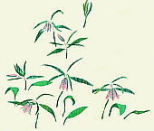 Fritillaria amabilis Koidz. ホソバナコバイモ