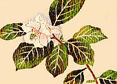 Magnolia sieboldii K. Koch subsp. japonica Ueda II}Q