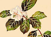 Magnolia sieboldii K. Koch subsp. japonica Ueda オオヤマレンゲ