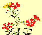 Lychnis miqueliana Rohrb. フシグロセンノウ