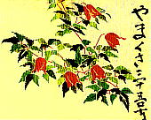 Clematis ochotensis (Pall.) Poiret ミヤマハンショウヅル