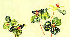 Trillium smallii Maxim. エンレイソウ