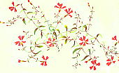 Silene keiskei Miq. forma procumbens Takeda ツルビランジ