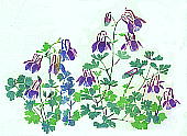 Aquilegia flabellata Sieb. et Zucc. var. pumila (Huth) H. Kudo ミヤマオダマキ