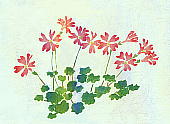 Primula reinii Fr. et Sav. コイワザクラ
