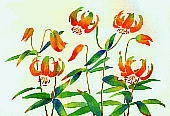 Lilium medeoloides A. Gray クルマユリ