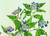Hydrangea macrophylla (Thunb.) Ser. var. megacarpa Ohwi エゾアジサイ