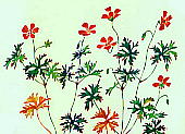 Geranium yesoense Fr. et Sav. var. nipponicum Nakai ハクサンフウロ