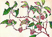 Kadsura japonica (Thunb.) Dunal サネカズラ