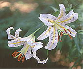 Lilium auratum }