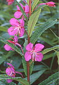 Epilobium angustifolium iM