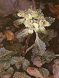 Chrysosplenium macrostemon var. atrandrum