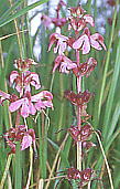 Pedicularis chamissonis var. japonica coVIK}