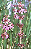 Pedicularis chamissonis var. japonica coVIK}