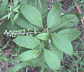 EV}S{E Phytolacca americana