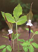 L`\E Arisaema sikokianum