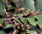 Ulmus parvifolia ALj 