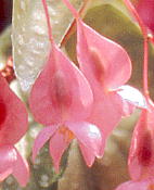 Begonia albo-picta var. rosea xSjAEA{sN^ var. [A