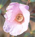 Camellia saluenensis TEBcoL