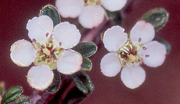 Cotoneaster microphyllus RglAX^[E~NtBX