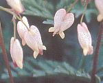 Dicentra oregana fBZgEIKi