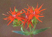 Lychnis wilfordii GrZmE