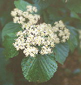 Viburnum dilatatum K}Y~