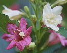 Weigela coraeensis nRlEcM