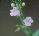 Mosla dianthera ヒメジソ