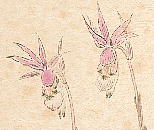 Calypso bulbosa var. speciosa