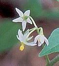 Solanum nigrum CkzIYL