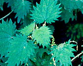 Urtica thunbergiana CNT