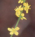 Agrimonia japonica キンミズヒキ