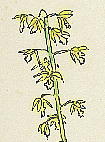 Oreorchis patens RPC