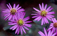 Aster ageratoides f. hortensis RMN