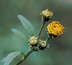 Bidens pilosa RZ_OT