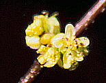 Lindera benzoin jICx]C (x]CAAJNW)