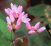 Persicaria thunbergii ~]\o