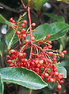 Viburnum odoratissimum var. awabuki