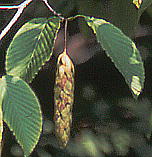 Carpinus cordata TVo